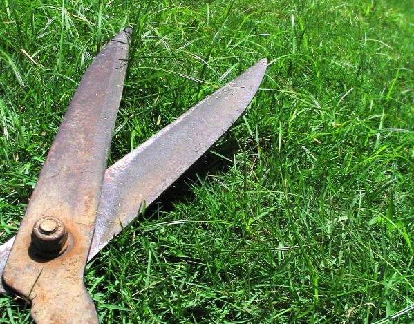 services lawn care maintenance shrub trimming tree service local lawn maintenance